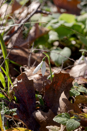A beautiful, rare snowdrop (Galanthus nivalis) grows in the mountains