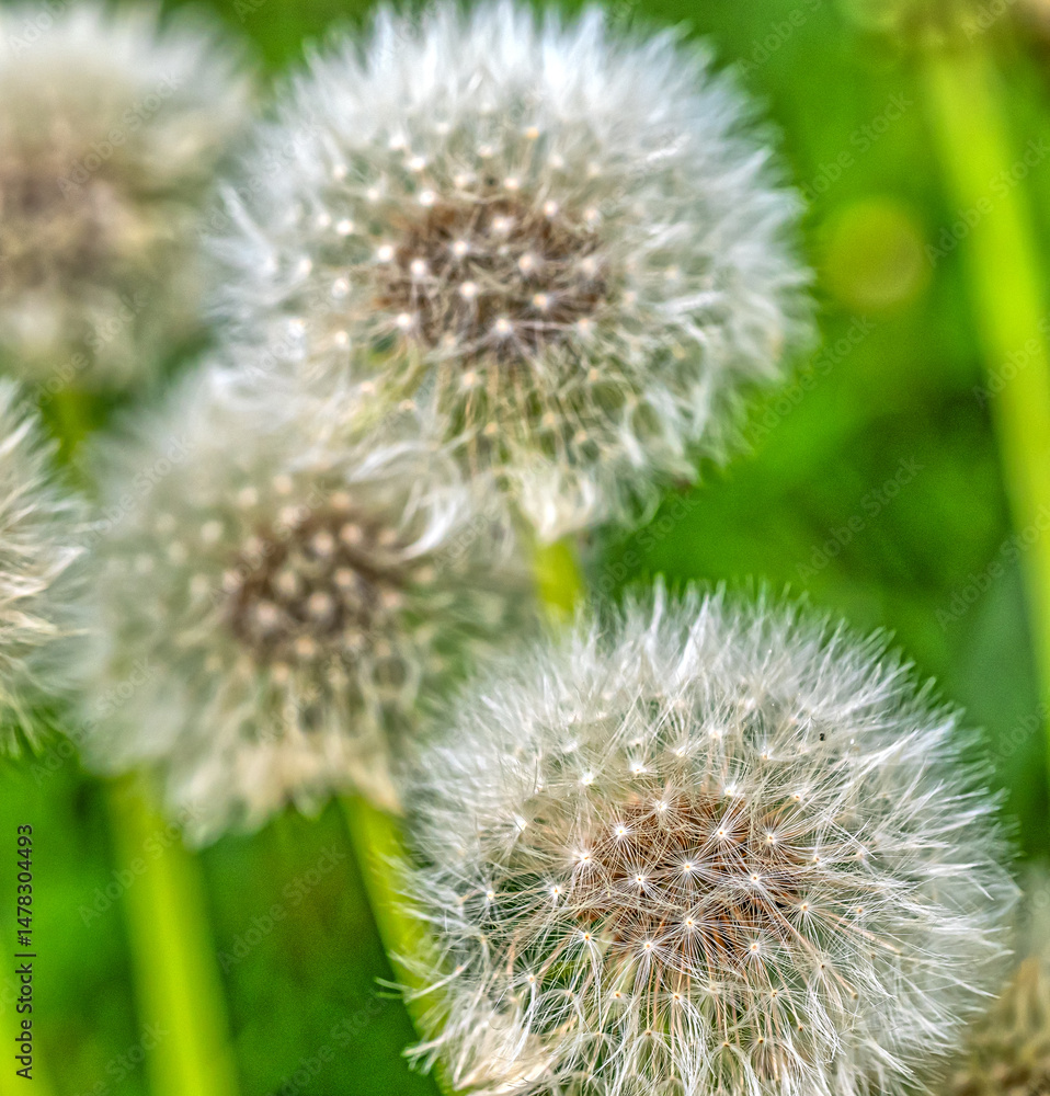 Obraz premium Asteraceae, which consists of species commonly known as dandelions seedhead