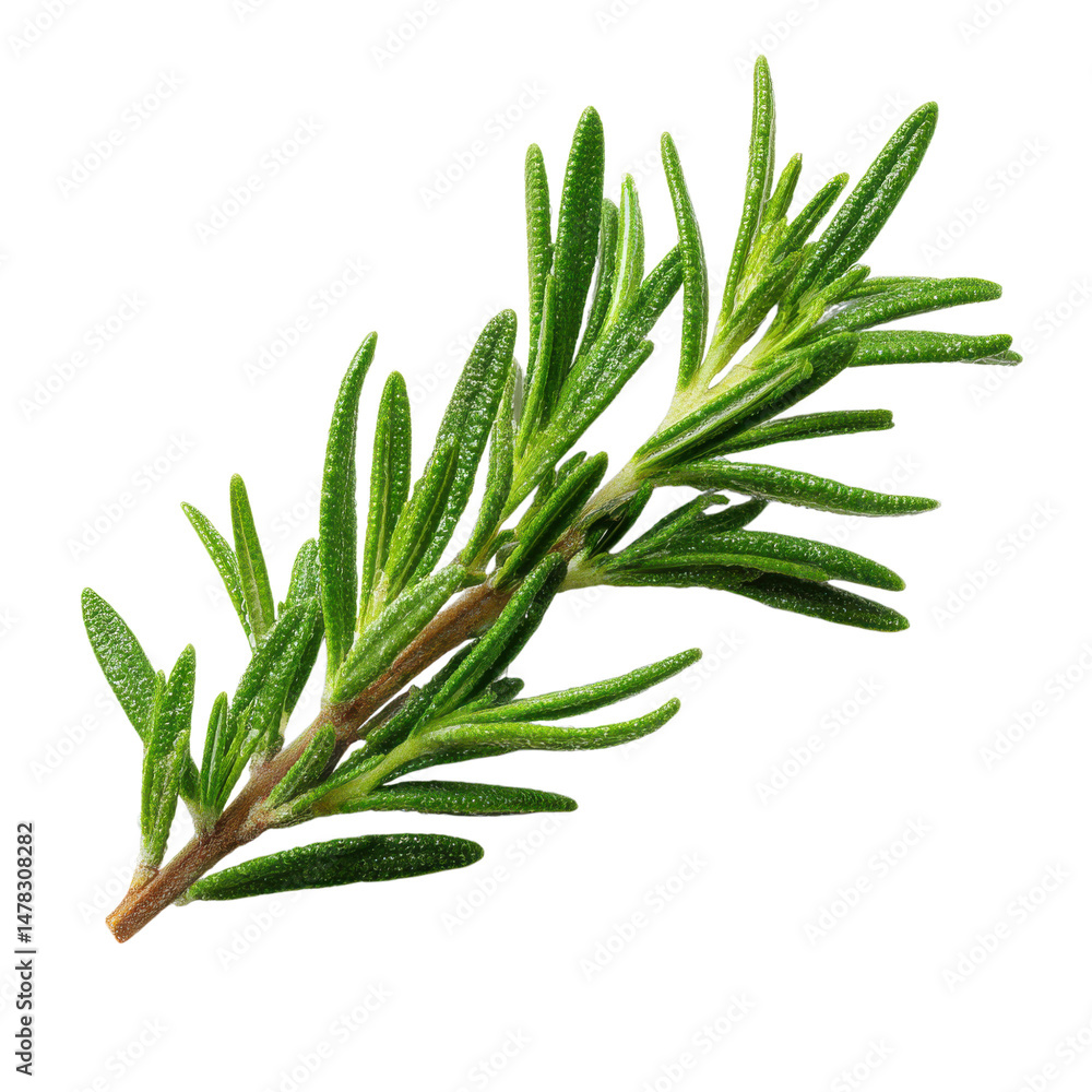 Fototapeta premium Rosemary twig isolated on transparent or white background. A high resolution PNG image of Rosemary twig.