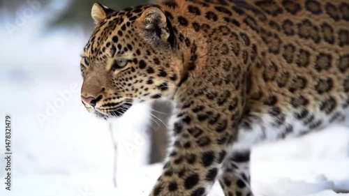 Amur leopard portrait in winter snow wildlife animal nature photography big cat wildcat predator feline