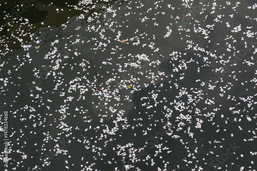 花筏（散った桜の花びらが水面を埋めて筏のように見える状態）。
二ヶ領用水桜まつり。
用水沿いで満開に咲く美しいソメイヨシノ（桜・バラ科）
二ヶ領用水中原区川崎市神奈川県-2025
