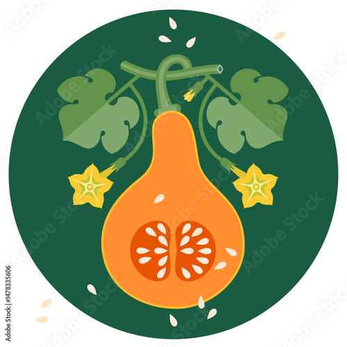 Muscat pumpkin, squash, butternut with leaves and flowers. Cut of pumpkin, half of fruit. Symmetrical flat illustration on a circle for label or packaging.