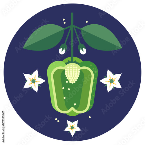 Green bell pepper with leaves and flowers. A cut of pepper. A half of fruit. Symmetrical flat illustration on a circle background for label or packaging.