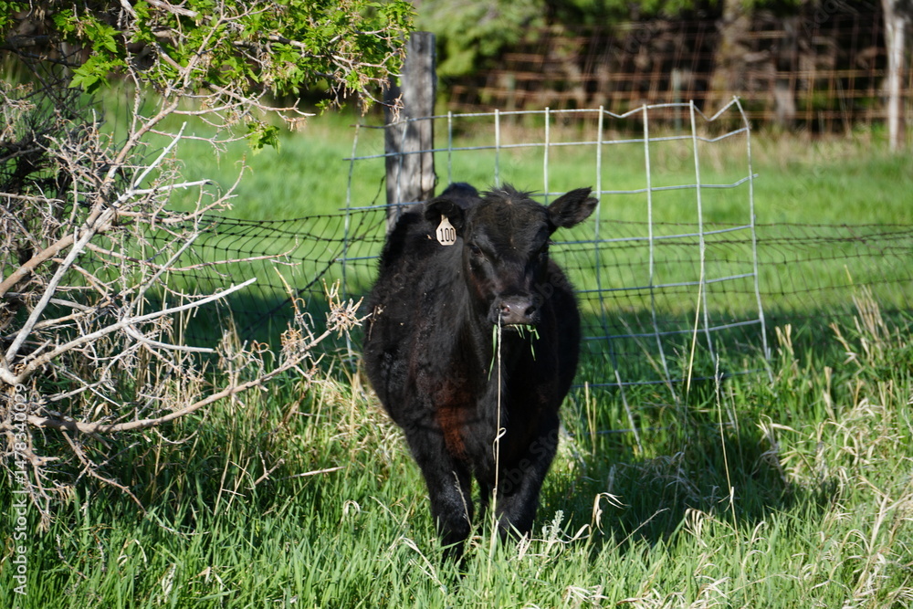 Fototapeta premium cow on the grass