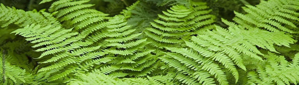 Close-up view of lush green fern fronds. Close-up view of lush green fern fronds.