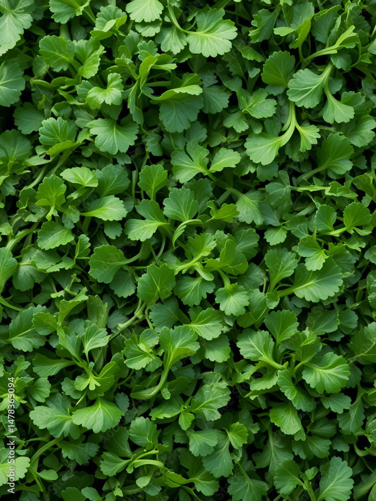 Green arugula or ruccola leaves texture background, top view Green arugula or ruccola leaves texture background, top view