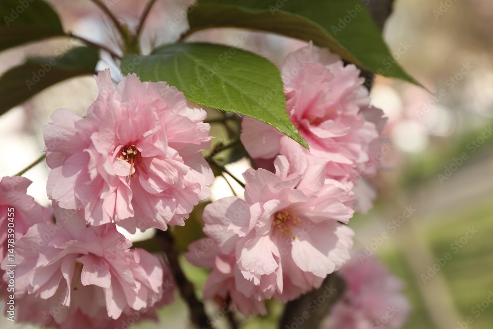 Beautiful blossoming sakura tree with pink flowers, closeup Beautiful blossoming sakura tree with pink flowers, closeup