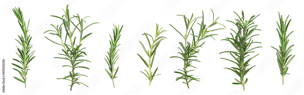 Naklejka premium Fresh aromatic rosemary isolated on white, collage