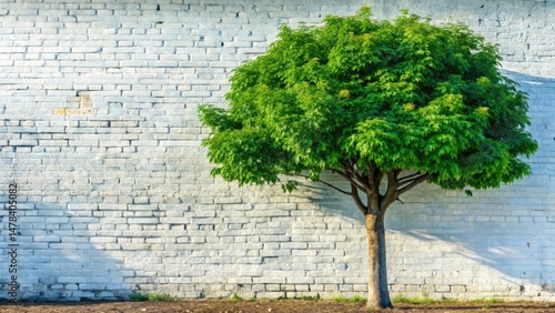 Tree Growing Through Brick Wall - Nature Photography, Old Brick Wall, Urban Nature, Plant Growth, Wall Art, Nature Scene, White Brick Wall, Roots, Ivy, Vintage Brickwork, Nature Wallpaper