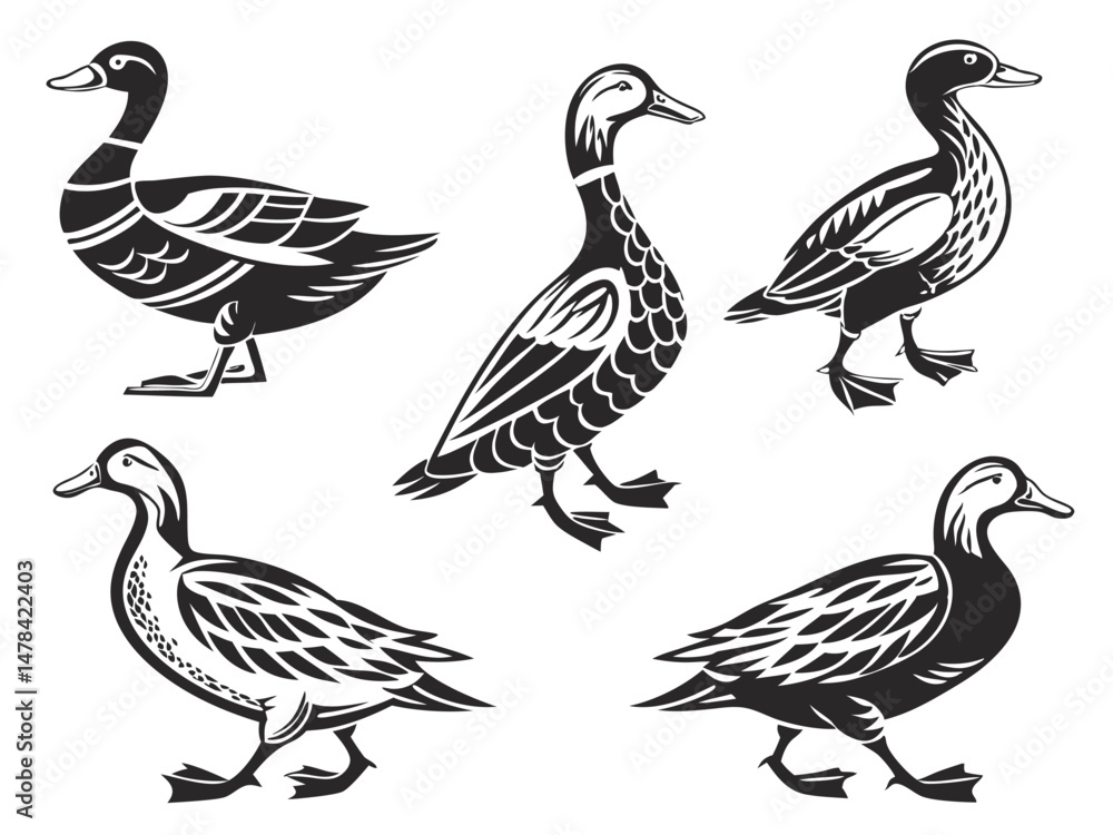 Obraz premium Ducks, a set of five black and white illustrations featuring various duck poses and feather patterns on a white background