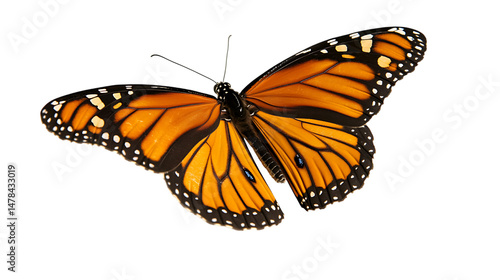 Close up of a monarch butterfly with its wings spread on transparent background