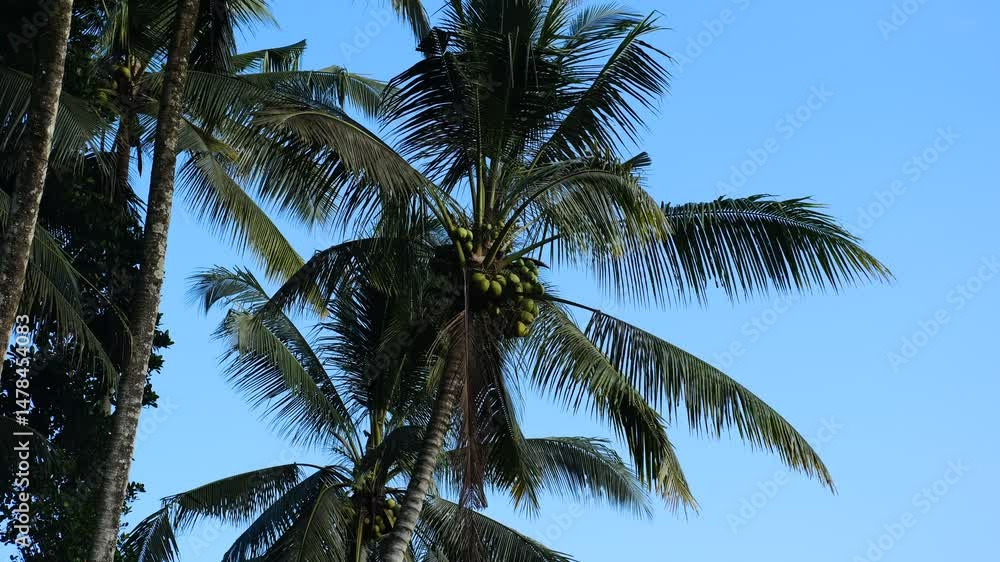 Coconut Palm Trees against Clear Blue Morning Sky with Soothing Sounds Coconut Palm Trees against Clear Blue Morning Sky with Soothing Sounds