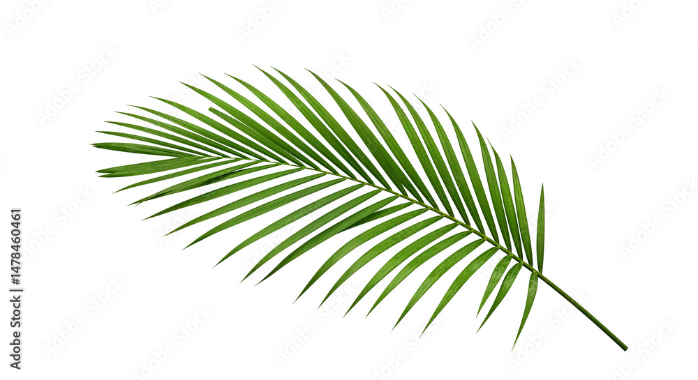 Lush green palm leaf isolated on a white background. Tropical coconut palm fronds casting shadows. Evergreen plant foliage, clip art for summer design elements, cut out, PNG Lush green palm leaf isolated on a white background. Tropical coconut palm fronds casting shadows. Evergreen plant foliage, clip art for summer design elements, cut out, PNG