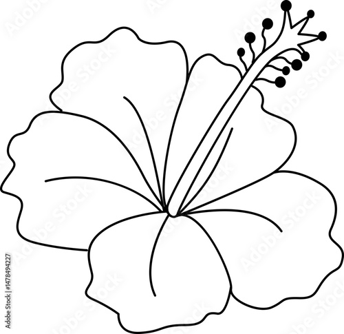 Hibiscus illustration.