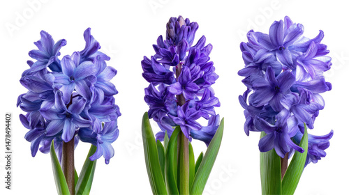 Violet Hyacinth Flowers Set Isolated on Transparent Background

