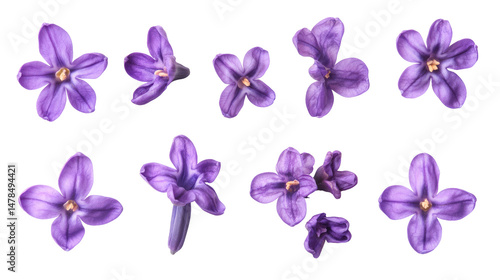 Violet Hyacinth Flowers Set Isolated on Transparent Background

