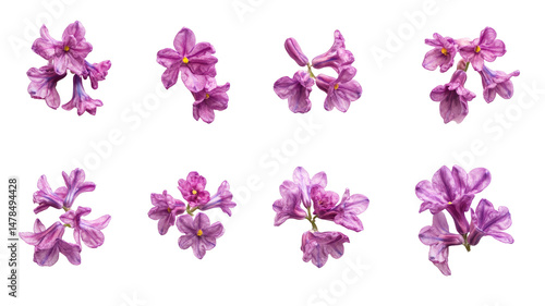 Violet Hyacinth Flowers Set Isolated on Transparent Background

