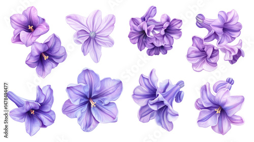 Violet Hyacinth Flowers Set Isolated on Transparent Background

