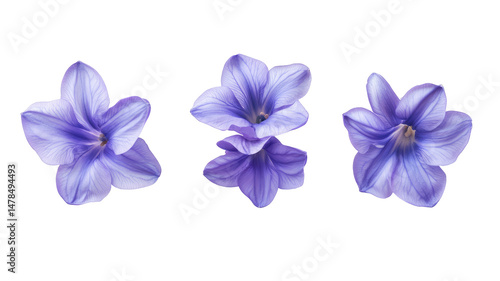 Violet Hyacinth Flowers Set Isolated on Transparent Background

