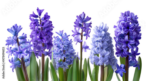 Violet Hyacinth Flowers Set Isolated on Transparent Background

