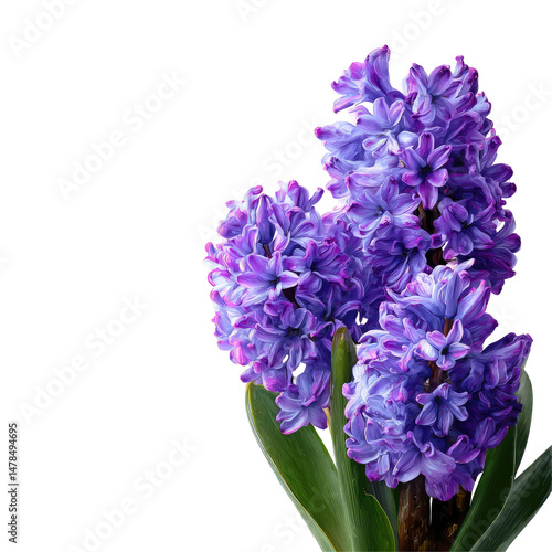 Violet Hyacinth Flowers Set Isolated on Transparent Background

