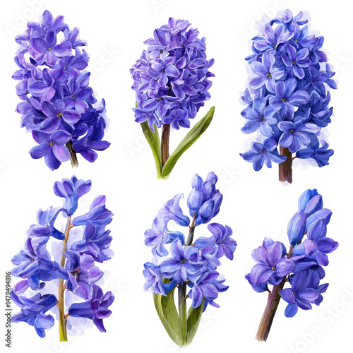 Violet Hyacinth Flowers Set Isolated on Transparent Background

