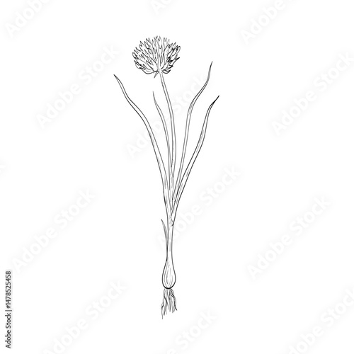 Drawing sketch style illustration of a Chives or Allium schoenoprasum, a species of flowering perennial plant in the family Amaryllidaceae used as spice or herb done in black and white line art. 
