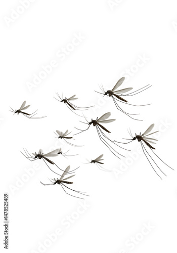 A swarm of mosquitos in flight