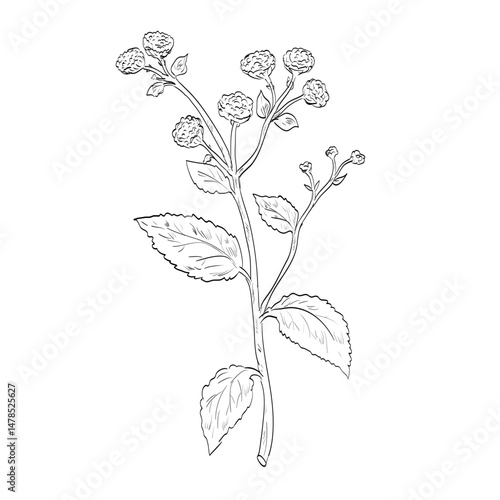 Drawing sketch style illustration of Tanacetum balsamita, costmary, alecost, balsam herb, bible leaf, mint geranium, a fragrant flowering plant used as spice or herb done in black and white line art. 