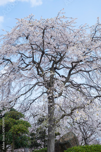 Wallpaper Mural 綺麗に咲いた江戸彼岸桜の花 エドヒガンザクラ Torontodigital.ca