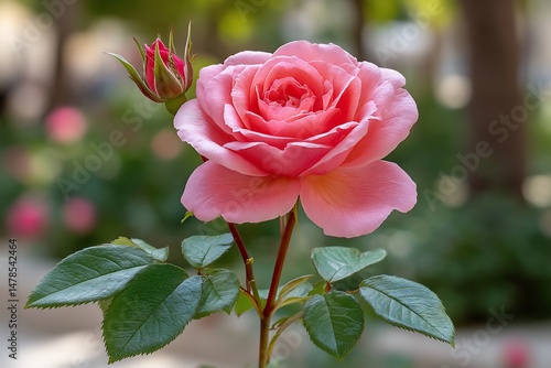 Delicate pink rose close up photo