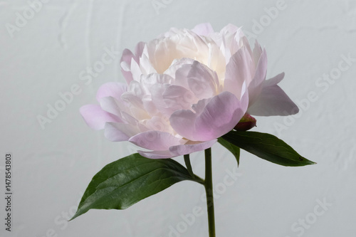 シャクヤク　芍薬　花　スタジオ　グレー