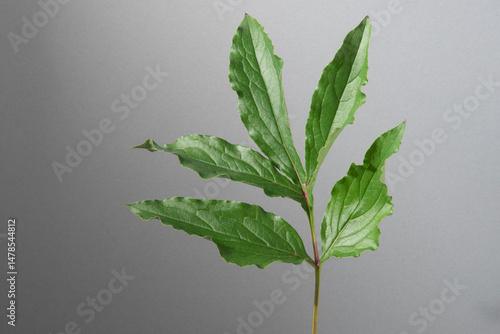 シャクヤク　芍薬　葉　スタジオ　グレー