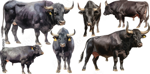 black angus watercolor clipart