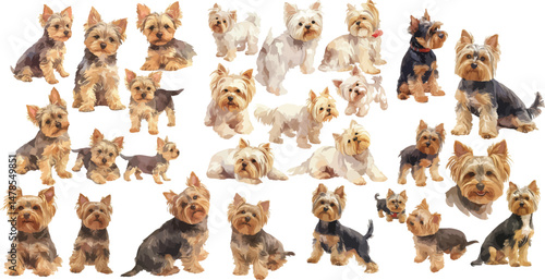 yorkshire terrier watercolor clipart
