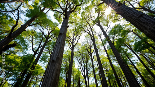 Natural background of teak tree forest, a group of teak trees looks up with sunlight