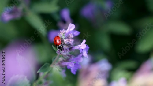 ladybug beetle climbs and eats on purple flowering plant
