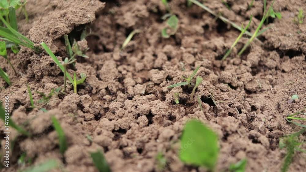 Close-up of Fire Ant Colony Building an Ant Bed Close-up of Fire Ant Colony Building an Ant Bed