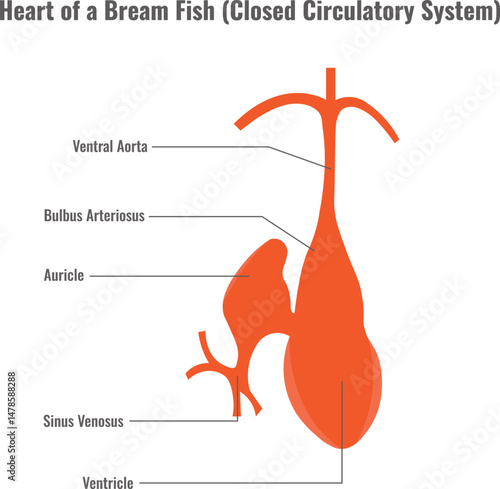 Exploring the Heart of a Bream Fish and Its Closed Circulatory System