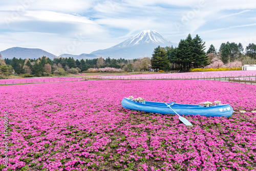 ボートが置かれていて花の海に見立てて記念撮影できる。
春の芝桜祭り。
富士山を見渡す草原が満開の芝桜（ハナシノブ科）で覆われている。
英名学名：Moss phlox (Phlox subulata, Hanashinobranchaceae).
観覧したり撮影したりする観光客も大勢いる。
山梨県南都留郡本栖湖-2025
