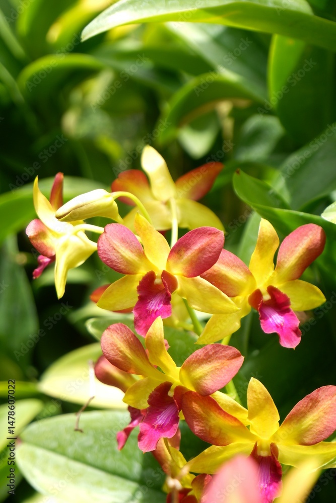 Close-up of yellow orchid flower Close-up of yellow orchid flower