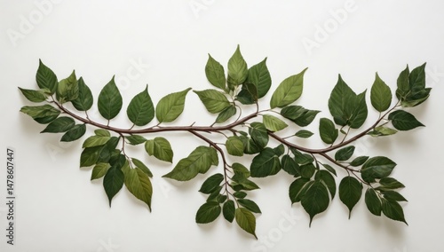 Botanical Leaf Branch Design – Green and Autumn Leaves Nature Illustration