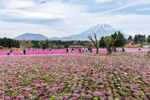 春の芝桜祭り。
富士山を見渡す草原が満開の芝桜（ハナシノブ科）で覆われている。
英名学名：Moss phlox (Phlox subulata, Hanashinobranchaceae).
観覧したり撮影したりする観光客も大勢いる。
山梨県南都留郡本栖湖-2025
