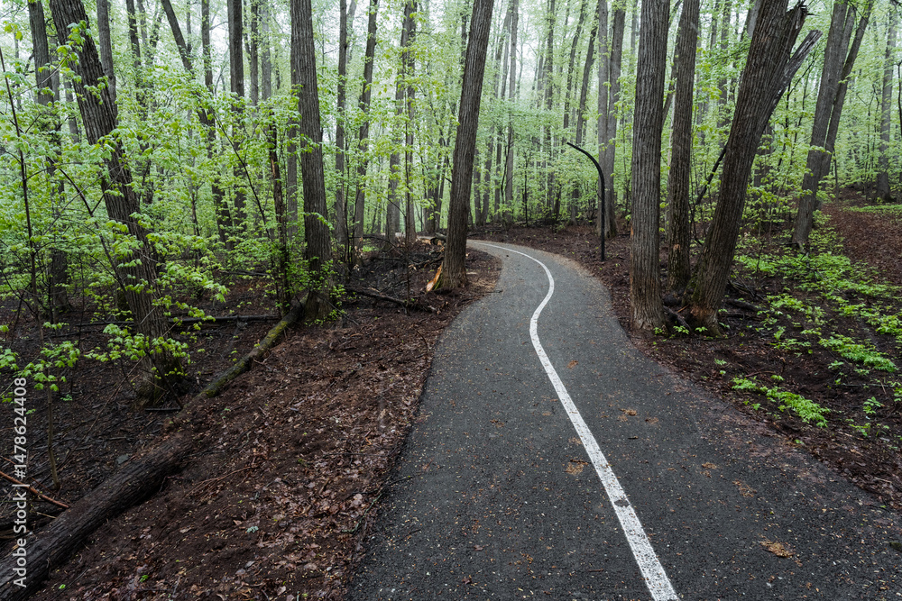 Fototapeta premium A winding road cuts through the heart of a lush forest, flanked on both sides by tall, majestic trees reaching towards the sky, creating a tranquil and serene atmosphere for all who pass