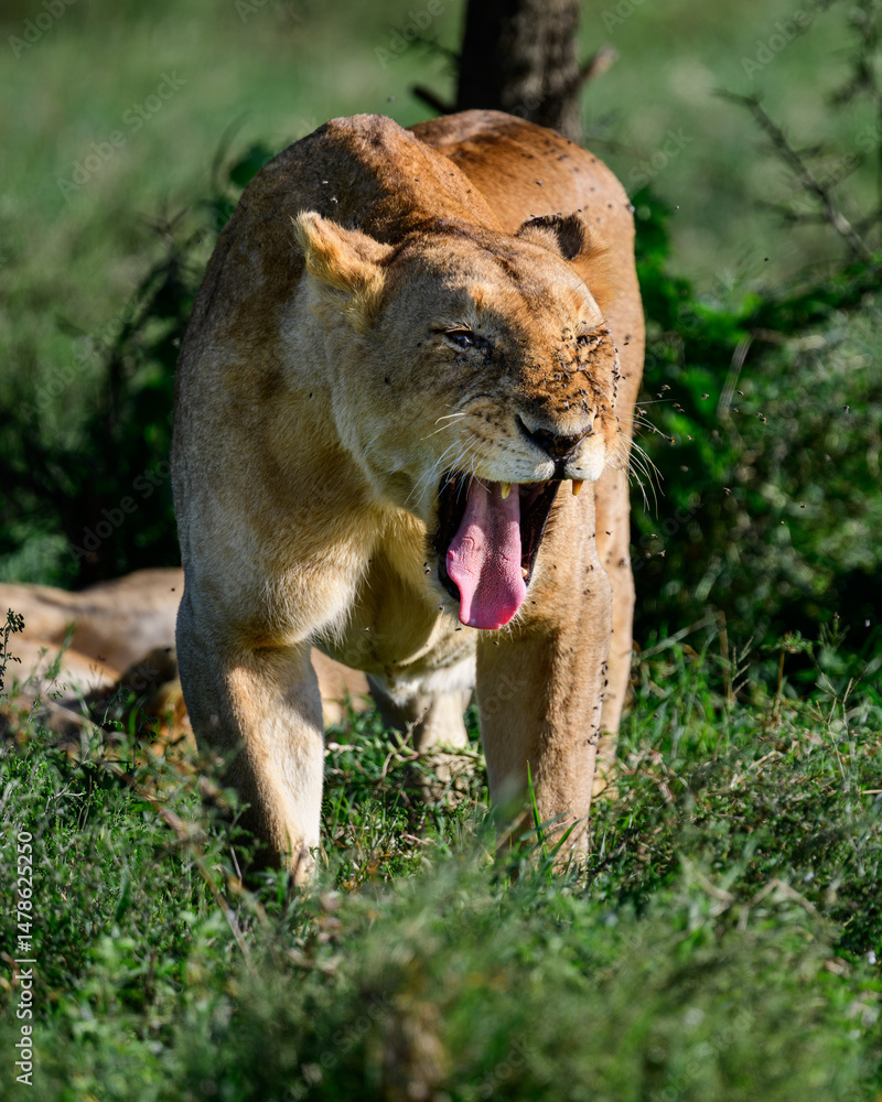 Naklejka premium yawning lioness in serengeti