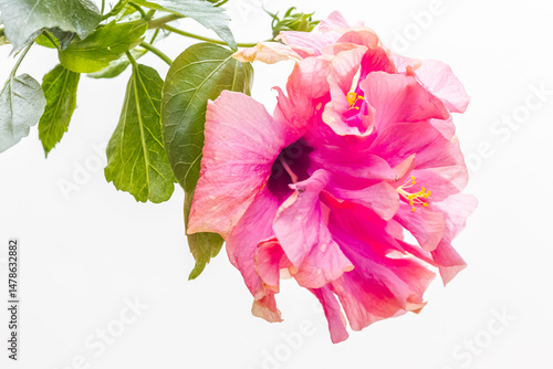 Fototapeta Naklejka Na Ścianę i Meble -  Hibiscus rose 