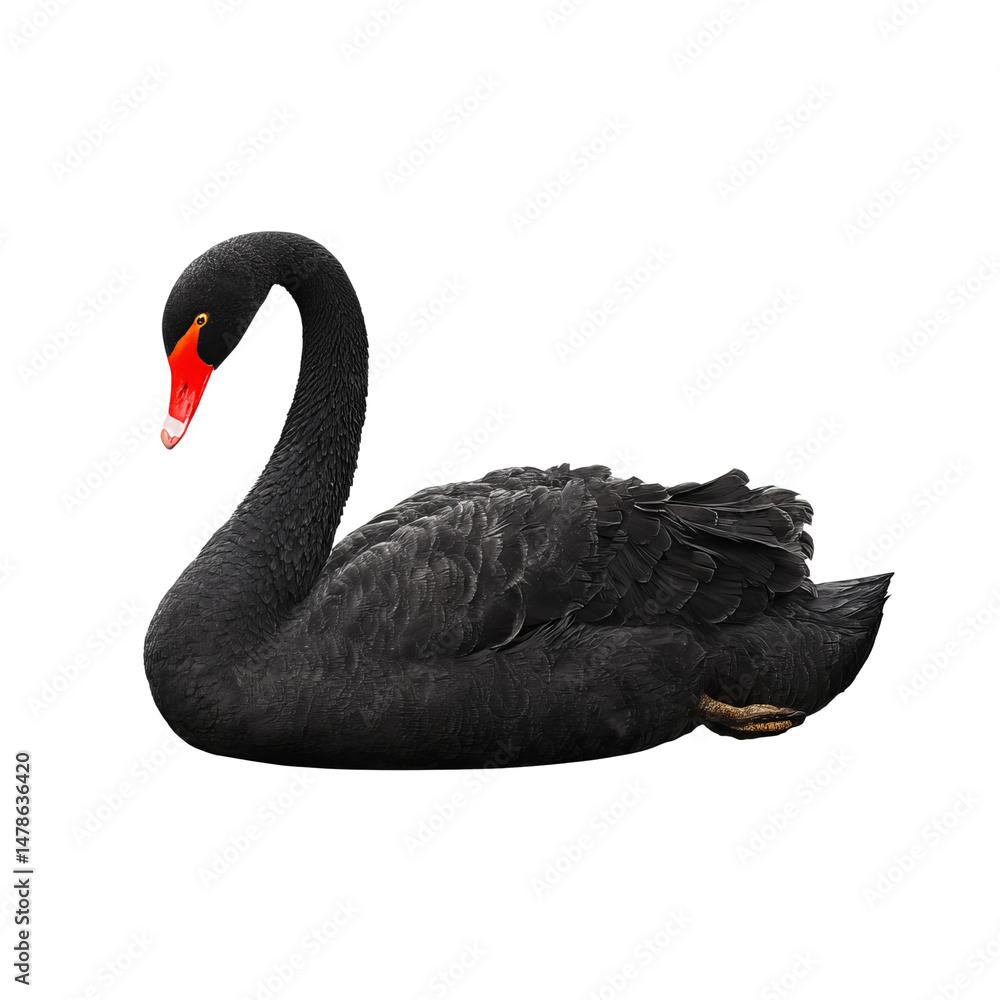 Fototapeta premium A majestic black swan gracefully gliding on the water, a symbol of elegance and beauty. The swan has a black plumage and a red beak