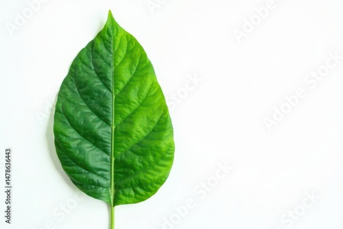A single vibrant green leaf, isolated on a plain white background, showcasing intricate vein patterns and a smooth texture, representing nature's elegance and simplicity.