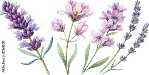 Watercolor Lavender and Flowers