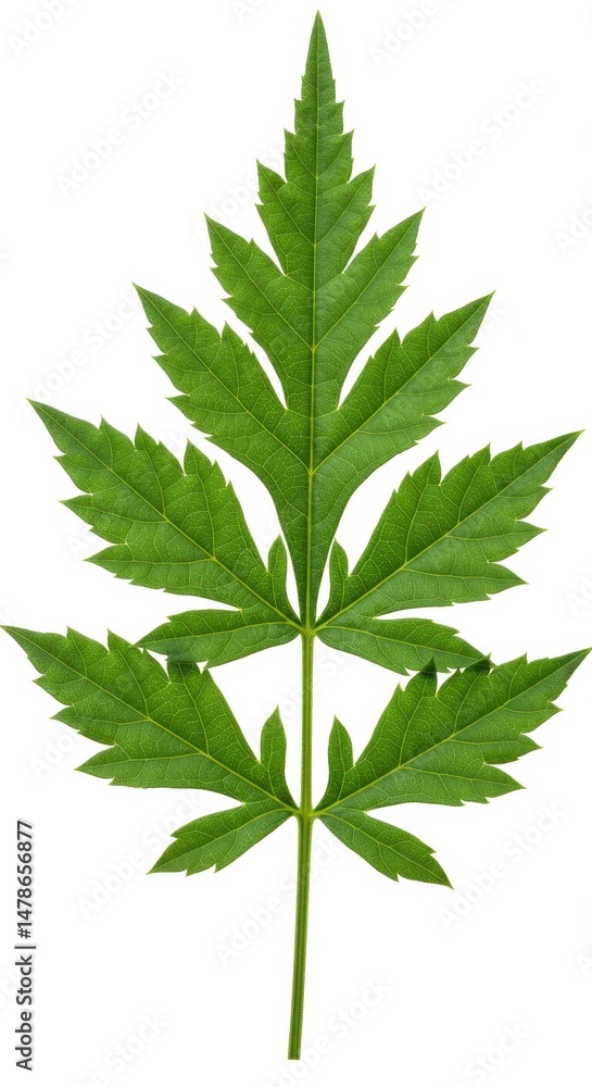 Isolated green leaf on white background Isolated green leaf on white background